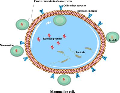 Antimicrobial Peptides and Nanotechnology, Recent Advances and Challenges